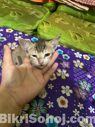 দেশি বিড়াল